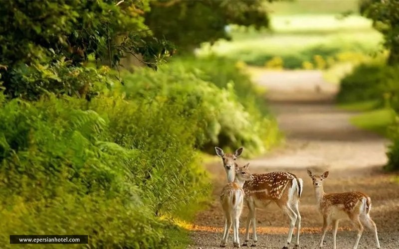 پارک آهوان کیش